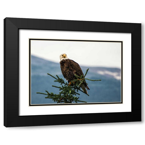 Bald Eagle I Black Modern Wood Framed Art Print with Double Matting by Hellmann, Stan