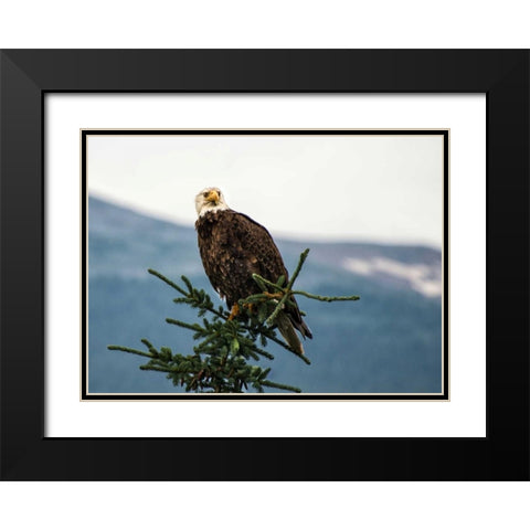 Bald Eagle I Black Modern Wood Framed Art Print with Double Matting by Hellmann, Stan
