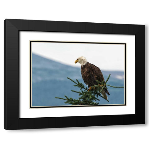 Bald Eagle II Black Modern Wood Framed Art Print with Double Matting by Hellmann, Stan