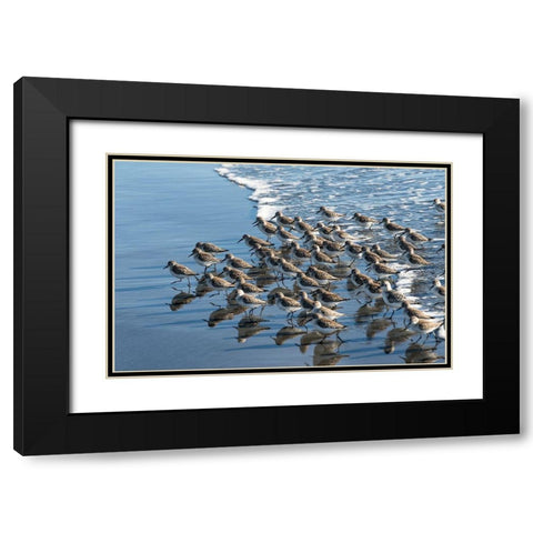 Sandpipers at Kalaloch Black Modern Wood Framed Art Print with Double Matting by Hellmann, Stan