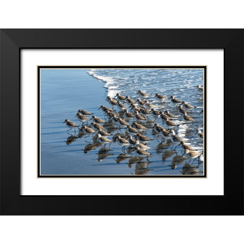 Sandpipers at Kalaloch Black Modern Wood Framed Art Print with Double Matting by Hellmann, Stan