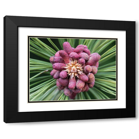 Forming Pine Cone Black Modern Wood Framed Art Print with Double Matting by Hellmann, Stan