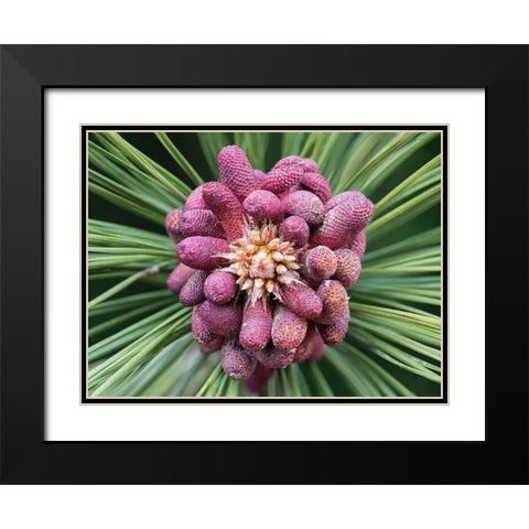 Forming Pine Cone Black Modern Wood Framed Art Print with Double Matting by Hellmann, Stan