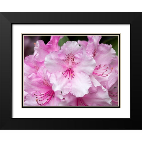 Rhododendron Black Modern Wood Framed Art Print with Double Matting by Hellmann, Stan