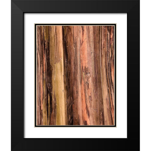 Eucalyptus Bark II Black Modern Wood Framed Art Print with Double Matting by Hellmann, Stan