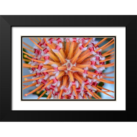 Pincushion Explosion Black Modern Wood Framed Art Print with Double Matting by Hellmann, Stan