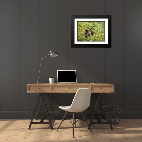Tiny Alder Cones on Fern Moss Black Modern Wood Framed Art Print with Double Matting by Hellmann, Stan