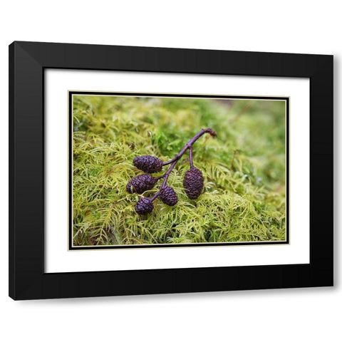 Tiny Alder Cones on Fern Moss Black Modern Wood Framed Art Print with Double Matting by Hellmann, Stan