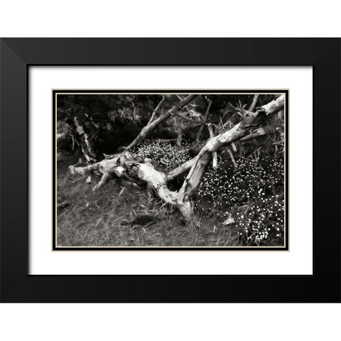 Fallen Cypress I Black Modern Wood Framed Art Print with Double Matting by Hausenflock, Alan