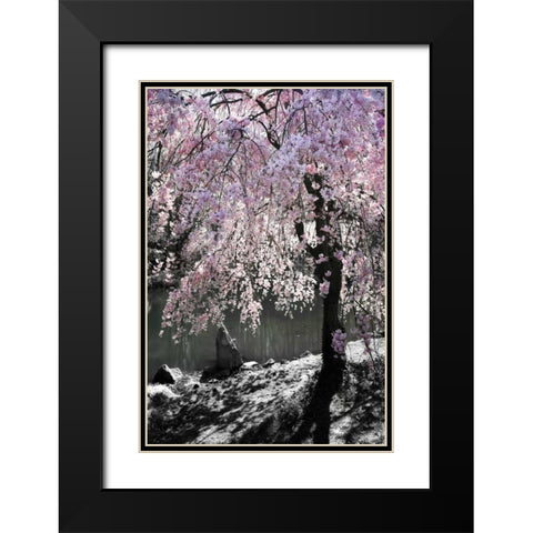 Cherry Tree I Black Modern Wood Framed Art Print with Double Matting by Hausenflock, Alan