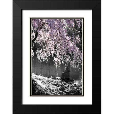 Cherry Tree II Black Modern Wood Framed Art Print with Double Matting by Hausenflock, Alan