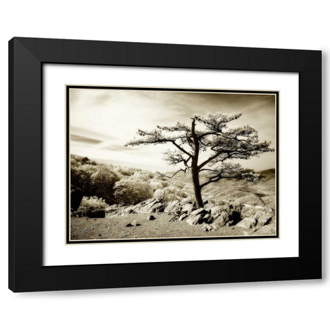 Lone Pine I Black Modern Wood Framed Art Print with Double Matting by Hausenflock, Alan