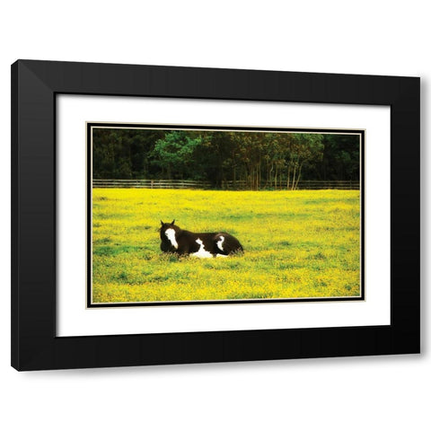 Black Pinto II Black Modern Wood Framed Art Print with Double Matting by Hausenflock, Alan