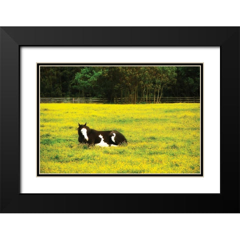 Black Pinto II Black Modern Wood Framed Art Print with Double Matting by Hausenflock, Alan