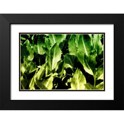 Tropical Foliage I Black Modern Wood Framed Art Print with Double Matting by Hausenflock, Alan