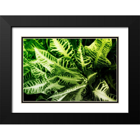 Tropical Foliage IV Black Modern Wood Framed Art Print with Double Matting by Hausenflock, Alan