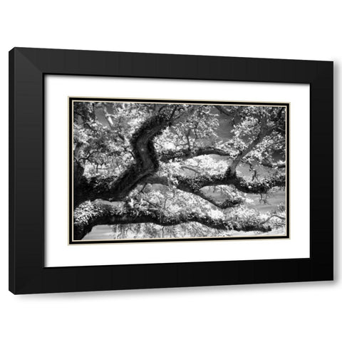 Coast Live Oak I Black Modern Wood Framed Art Print with Double Matting by Hausenflock, Alan
