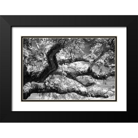 Coast Live Oak I Black Modern Wood Framed Art Print with Double Matting by Hausenflock, Alan