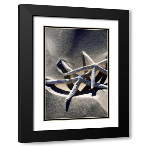 Sea Stars II Black Modern Wood Framed Art Print with Double Matting by Hausenflock, Alan