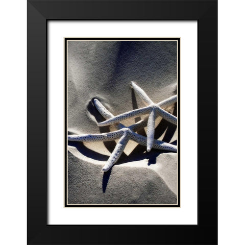 Sea Stars II Black Modern Wood Framed Art Print with Double Matting by Hausenflock, Alan