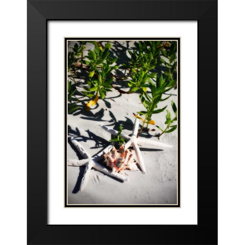 Shells by the Sea III Black Modern Wood Framed Art Print with Double Matting by Hausenflock, Alan
