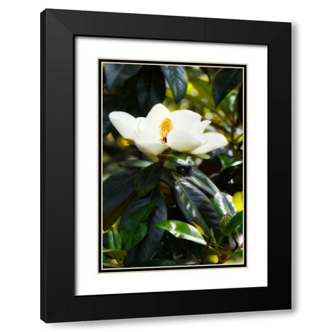 Fragrant Flower I Black Modern Wood Framed Art Print with Double Matting by Hausenflock, Alan
