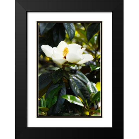 Fragrant Flower I Black Modern Wood Framed Art Print with Double Matting by Hausenflock, Alan