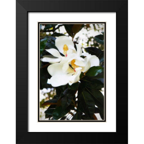 Fragrant Flower II Black Modern Wood Framed Art Print with Double Matting by Hausenflock, Alan
