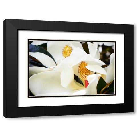 Southern Magnolia II Black Modern Wood Framed Art Print with Double Matting by Hausenflock, Alan