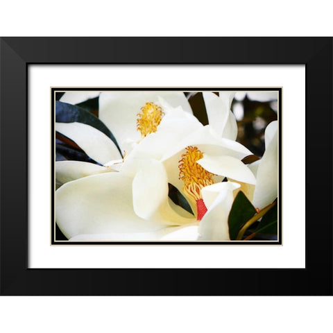 Southern Magnolia II Black Modern Wood Framed Art Print with Double Matting by Hausenflock, Alan