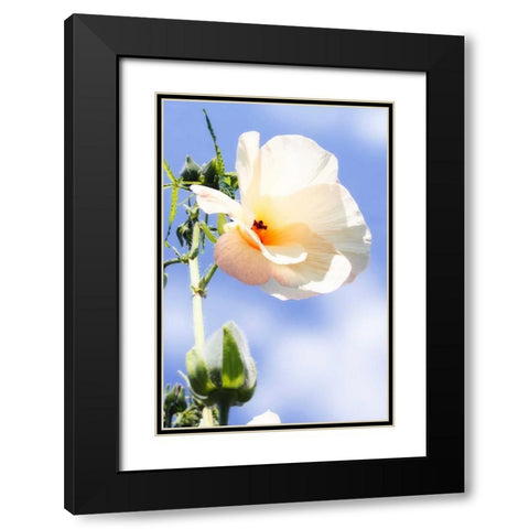 Hibiscus II Black Modern Wood Framed Art Print with Double Matting by Hausenflock, Alan