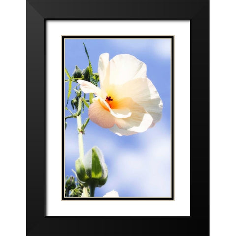 Hibiscus II Black Modern Wood Framed Art Print with Double Matting by Hausenflock, Alan