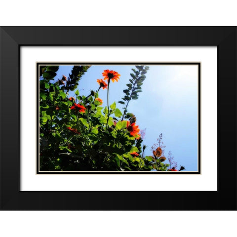 Summer Garden II Black Modern Wood Framed Art Print with Double Matting by Hausenflock, Alan