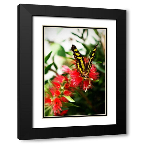 Bairds Swallowtail I Black Modern Wood Framed Art Print with Double Matting by Hausenflock, Alan