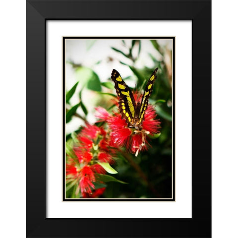 Bairds Swallowtail I Black Modern Wood Framed Art Print with Double Matting by Hausenflock, Alan