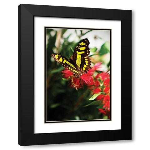 Bairds Swallowtail II Black Modern Wood Framed Art Print with Double Matting by Hausenflock, Alan