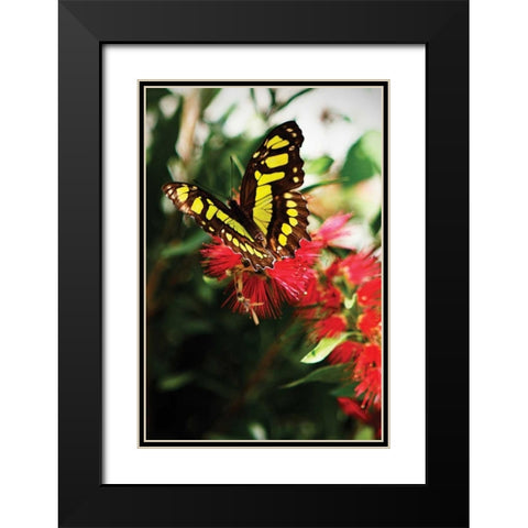 Bairds Swallowtail II Black Modern Wood Framed Art Print with Double Matting by Hausenflock, Alan