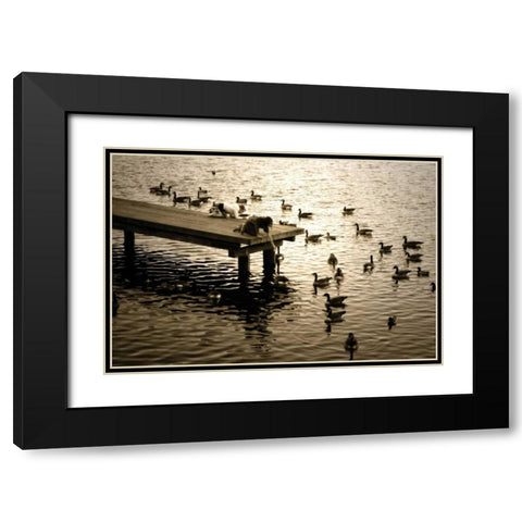 Feeding the Geese II Black Modern Wood Framed Art Print with Double Matting by Hausenflock, Alan