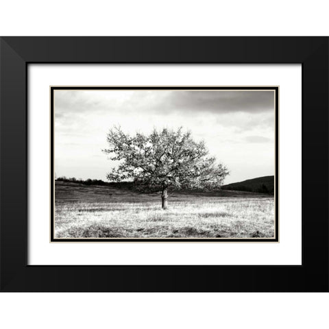 Winter Tree II Black Modern Wood Framed Art Print with Double Matting by Hausenflock, Alan