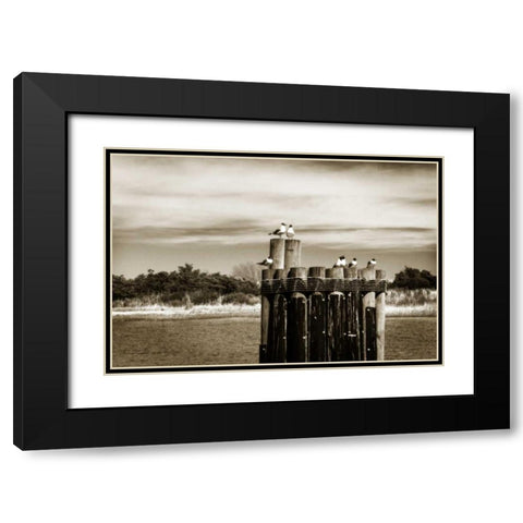 Pamlico Gulls II Black Modern Wood Framed Art Print with Double Matting by Hausenflock, Alan