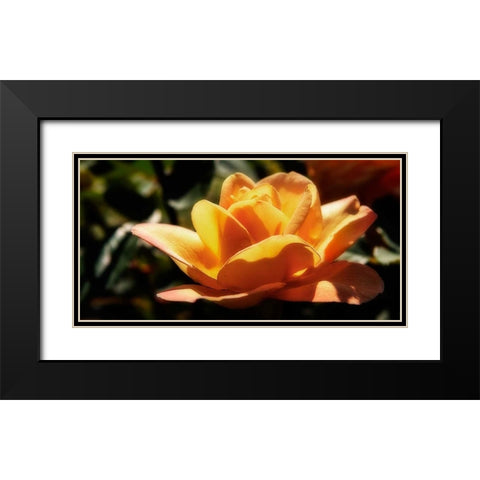 Queen of Flowers I Black Modern Wood Framed Art Print with Double Matting by Hausenflock, Alan