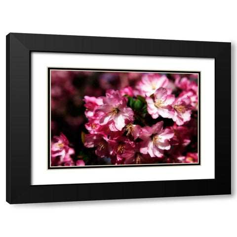 Cherry Blossoms I Black Modern Wood Framed Art Print with Double Matting by Hausenflock, Alan