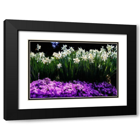 Spring Daffodils I Black Modern Wood Framed Art Print with Double Matting by Hausenflock, Alan