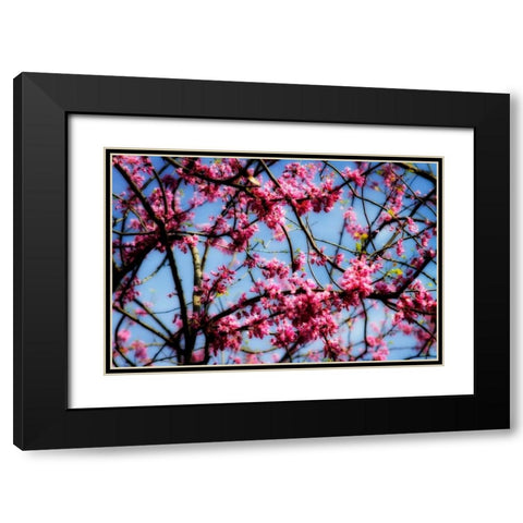 Spring Show II Black Modern Wood Framed Art Print with Double Matting by Hausenflock, Alan