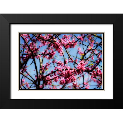 Spring Show II Black Modern Wood Framed Art Print with Double Matting by Hausenflock, Alan