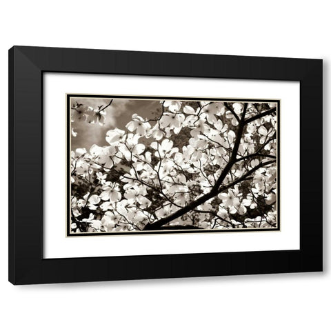 Blossoms II Black Modern Wood Framed Art Print with Double Matting by Hausenflock, Alan