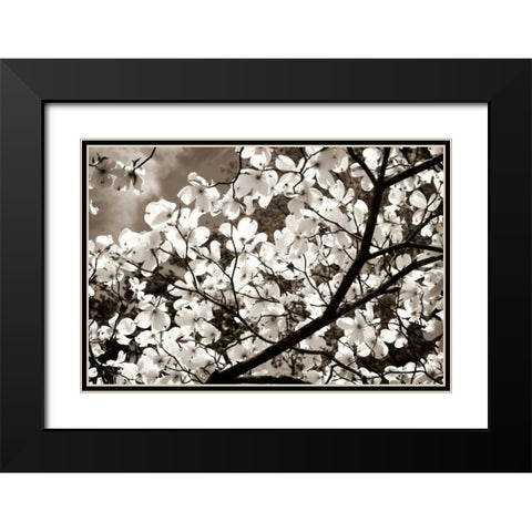 Blossoms II Black Modern Wood Framed Art Print with Double Matting by Hausenflock, Alan