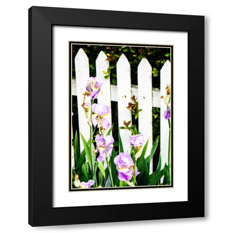 Iris on a Fence Black Modern Wood Framed Art Print with Double Matting by Hausenflock, Alan
