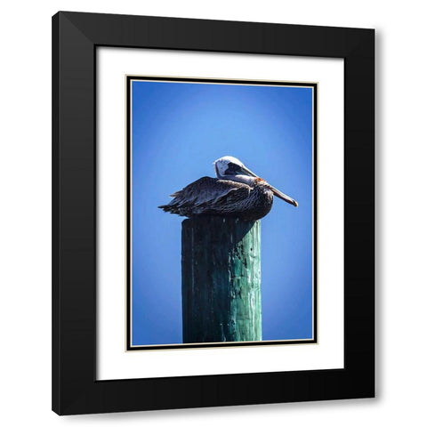 Mr. Pelican II Black Modern Wood Framed Art Print with Double Matting by Hausenflock, Alan