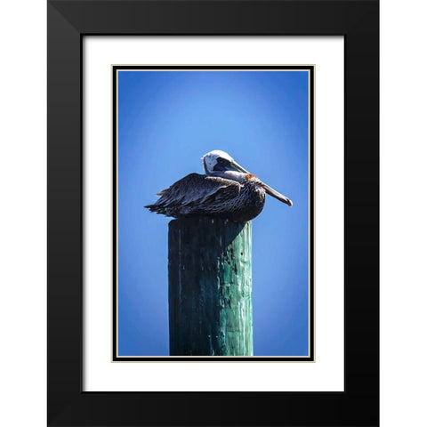 Mr. Pelican II Black Modern Wood Framed Art Print with Double Matting by Hausenflock, Alan